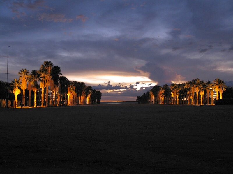 Palm trees at dusk