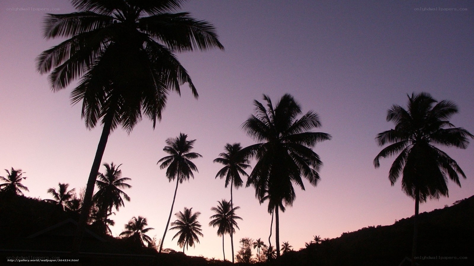 palm trees at dusk