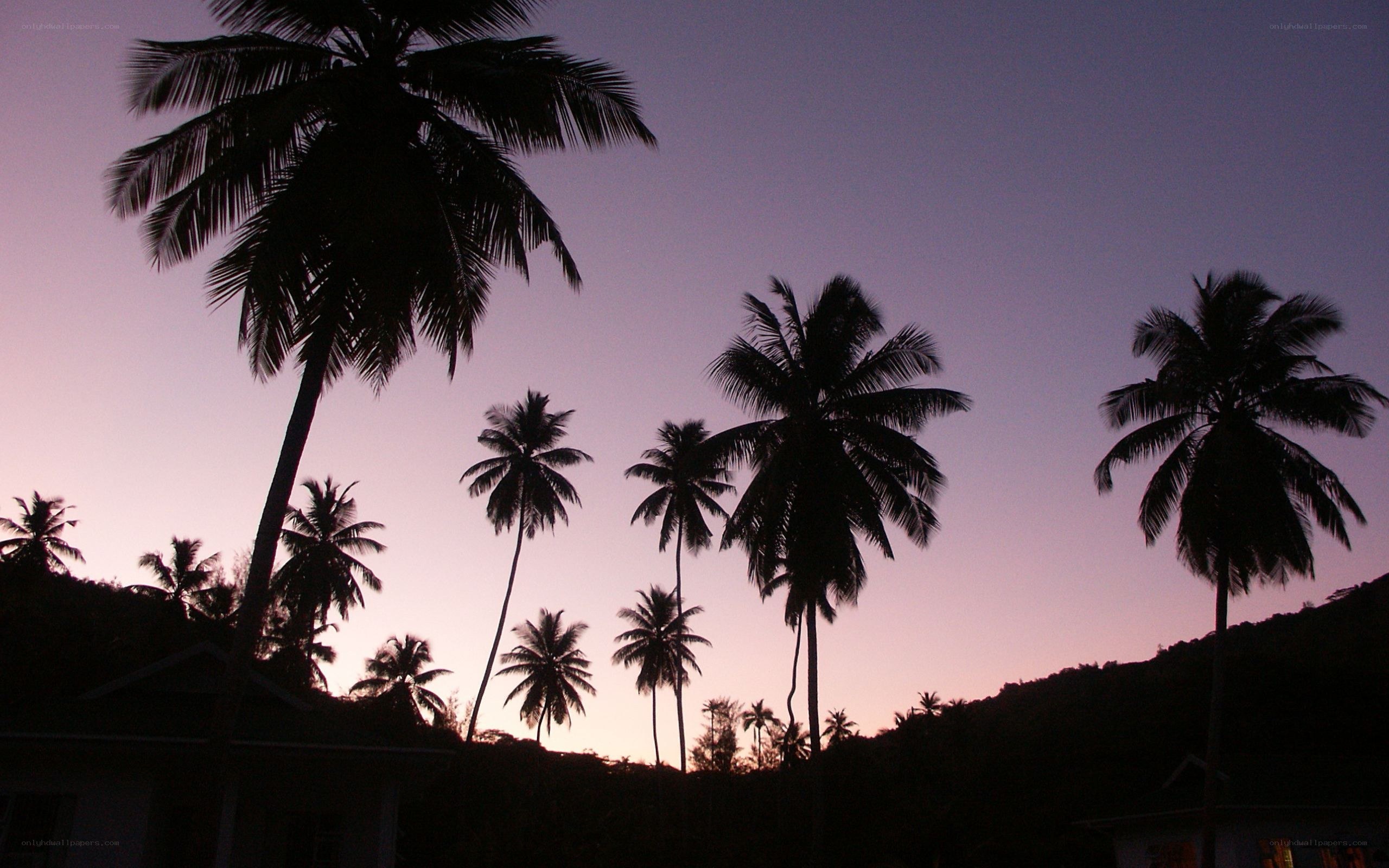 Palm trees at dusk