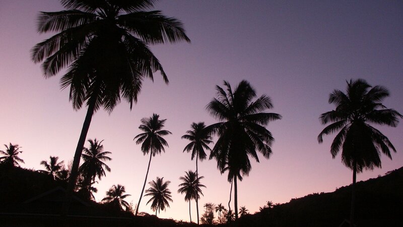 palm trees at dusk