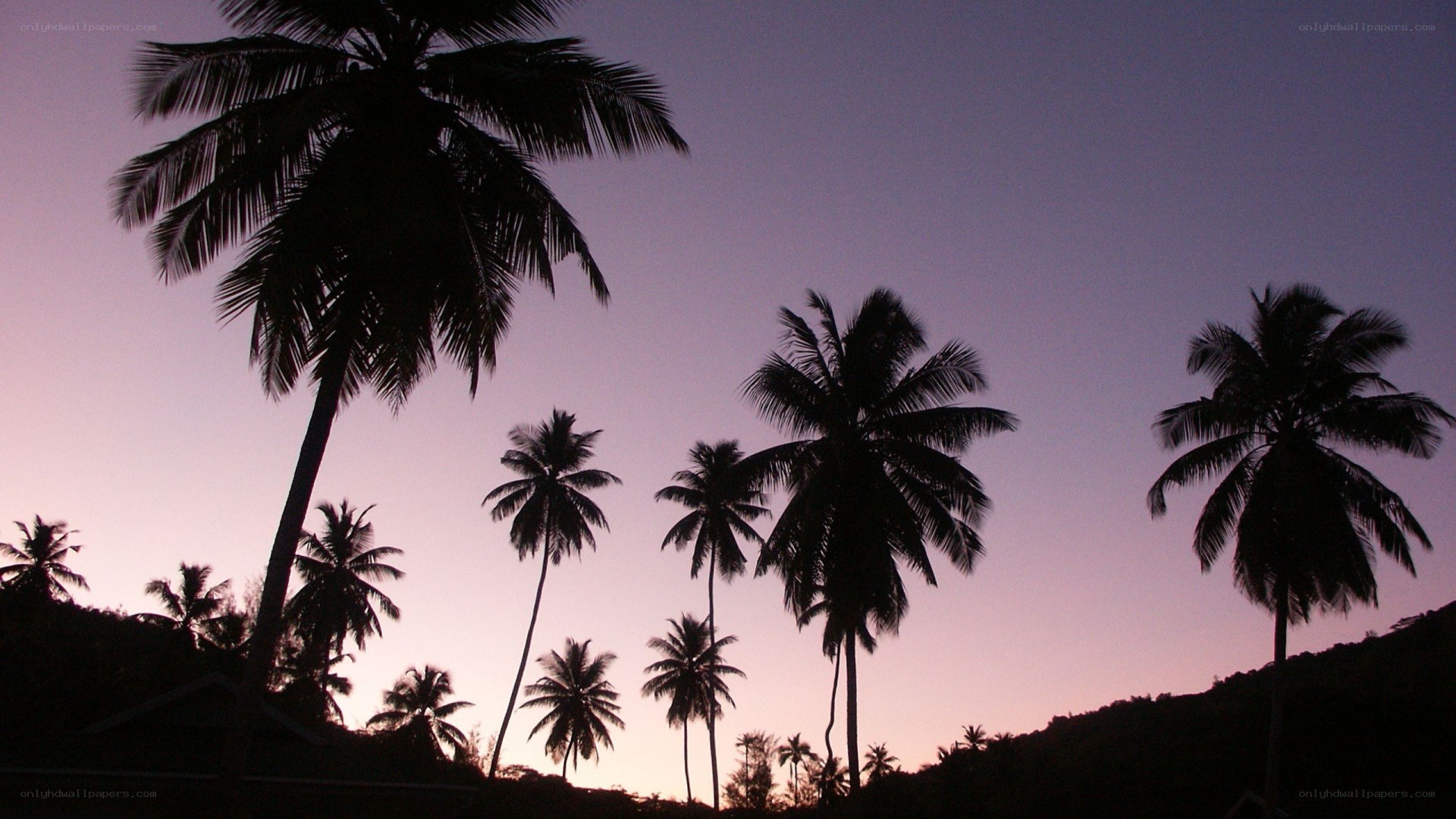 palm trees at dusk