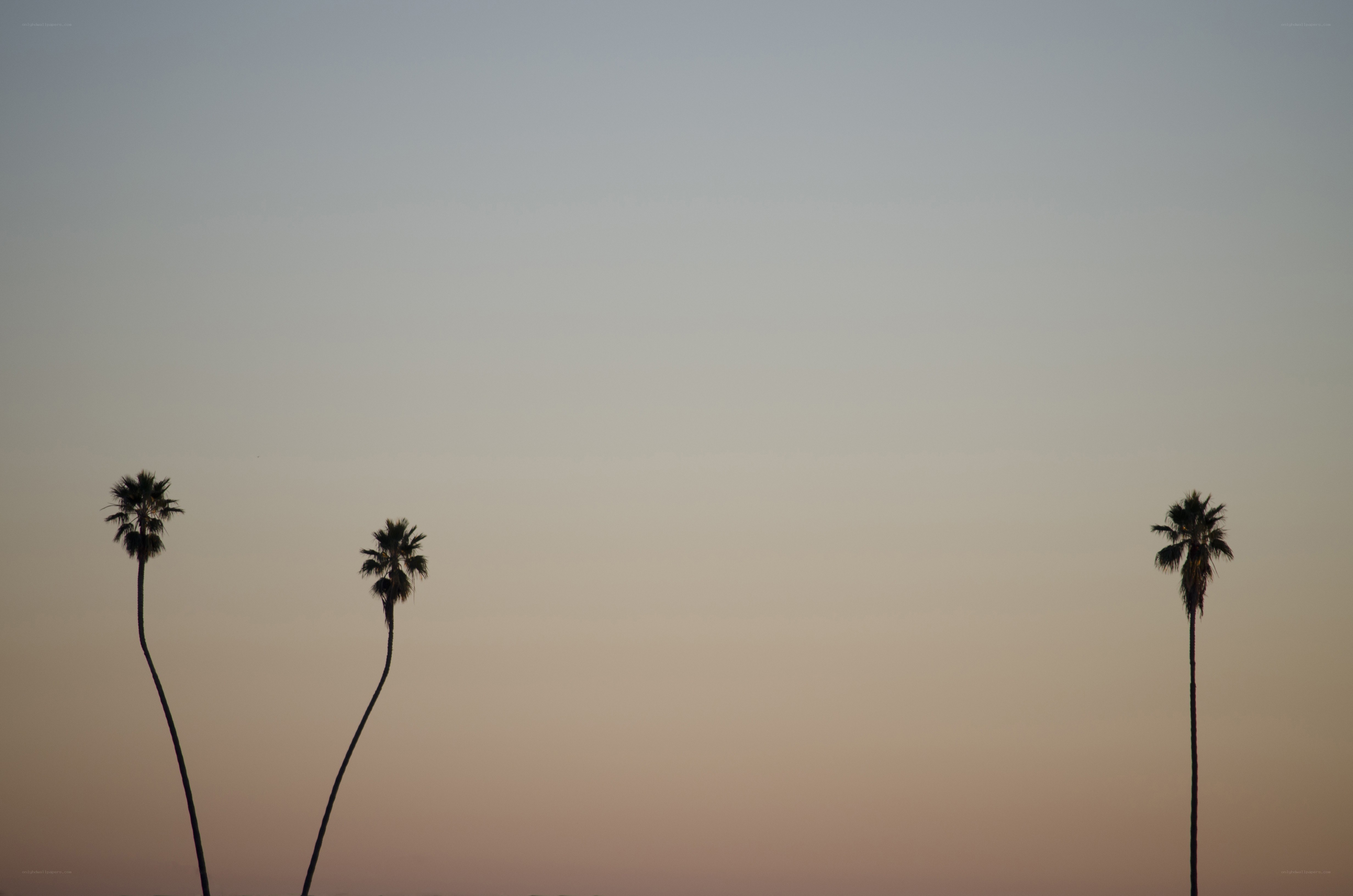palm trees at dusk