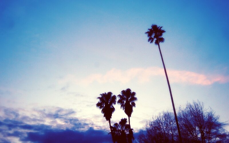 Palm trees at dusk