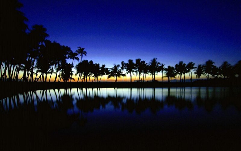 Palm Trees at Dusk — Blue, Serene, Night, Photograph