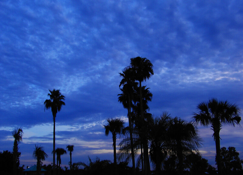Palm Trees at Dusk — Blue, Serene, Photograph