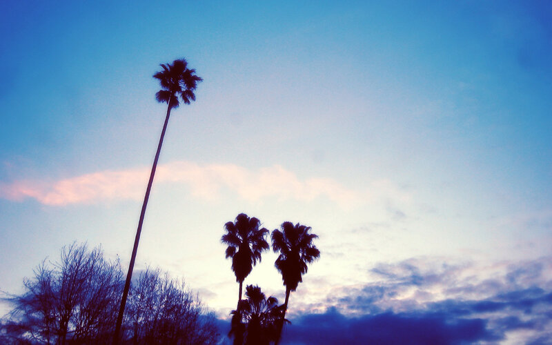 Palm Trees at Dusk — Blue, Serene, Sunset, Photograph, Sky