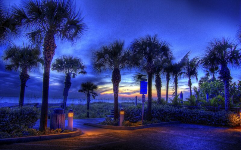 Palm Trees at Dusk — Blue