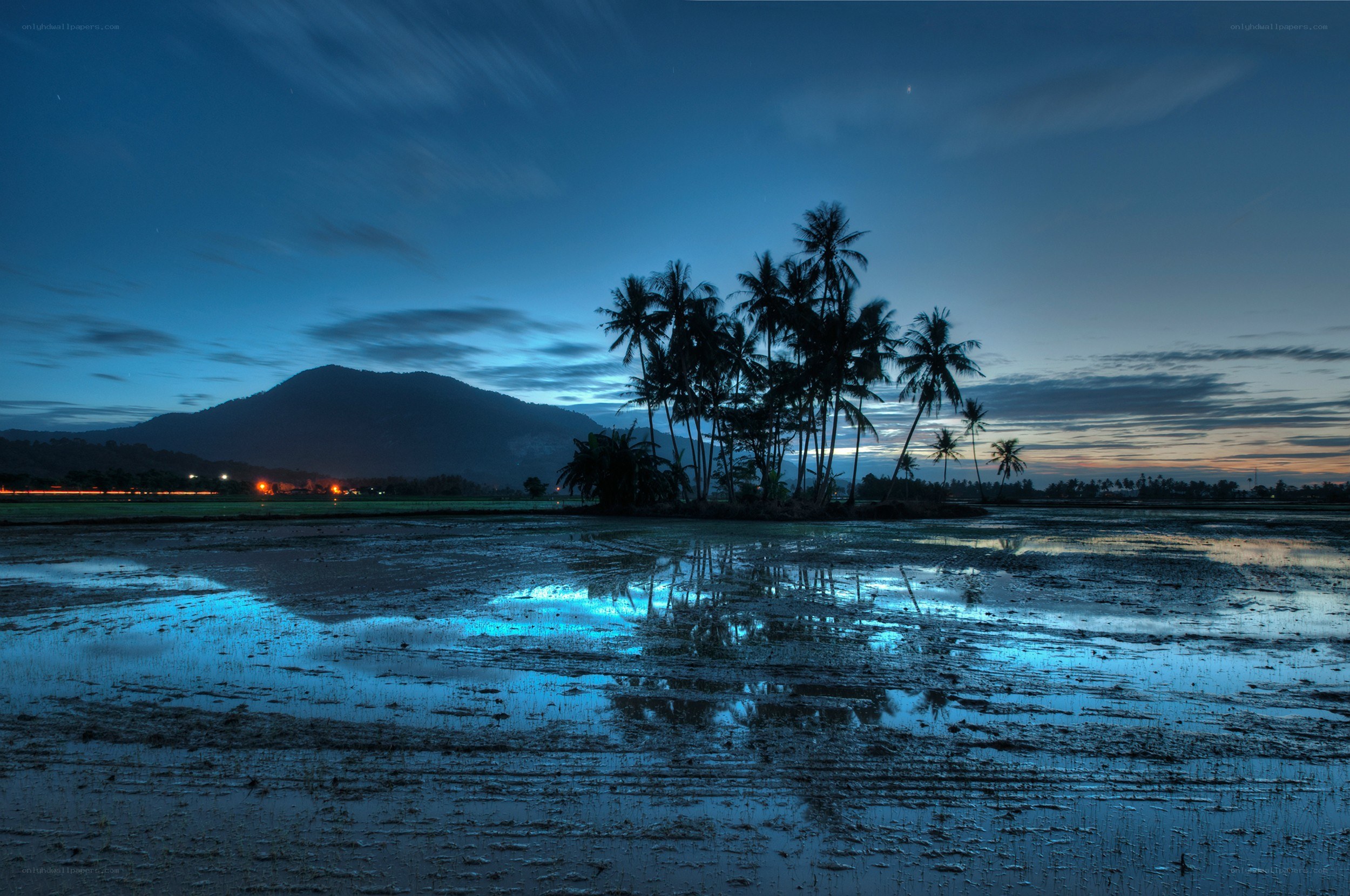 Palm trees at dusk by a flooded field