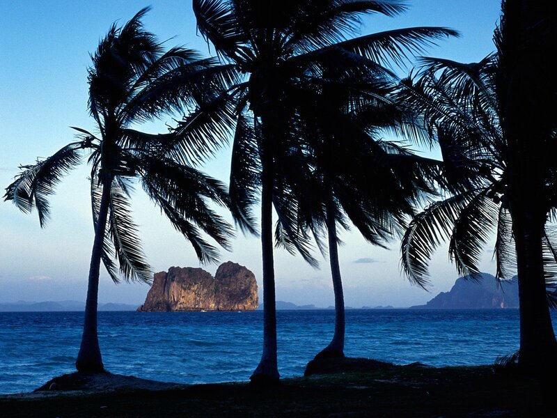 Palm trees at dusk by the sea