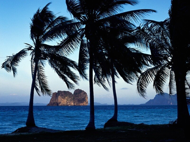 Palm trees at dusk by the sea