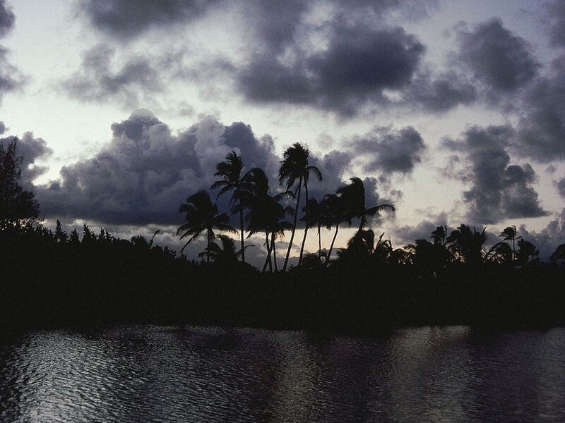 Palm trees at dusk by the water