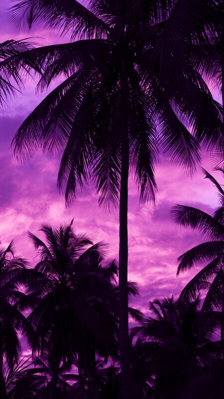 Palm Trees at Dusk — Purple, Dramatic