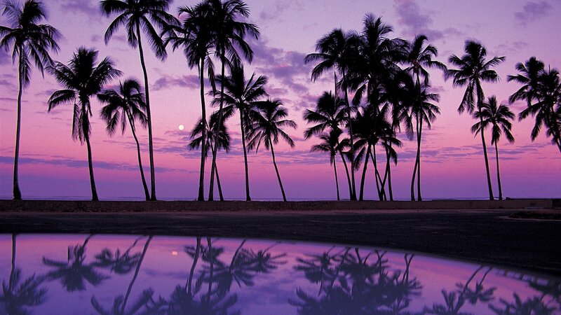 Palm Trees at Dusk — Purple, Serene, Sunset, Photograph, Sky, Reflection
