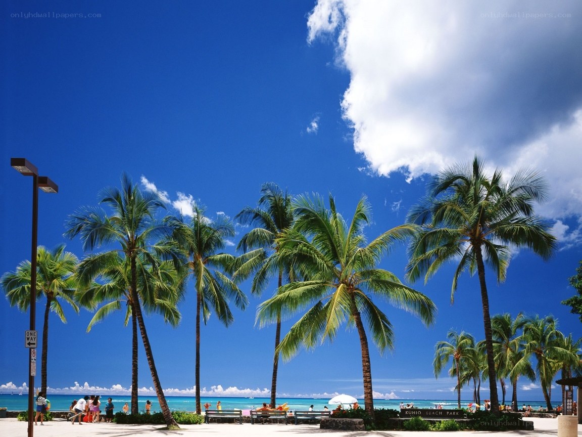 Palm trees at Kuhio Beach Park