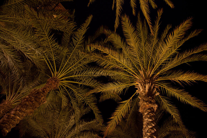 Palm Trees at Night — Black, Dramatic, Photograph