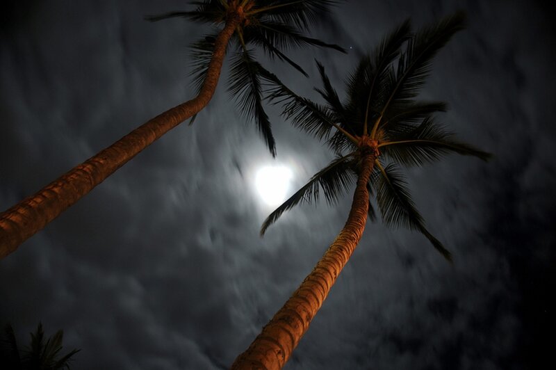 Palm Trees at Night — Black, Dramatic