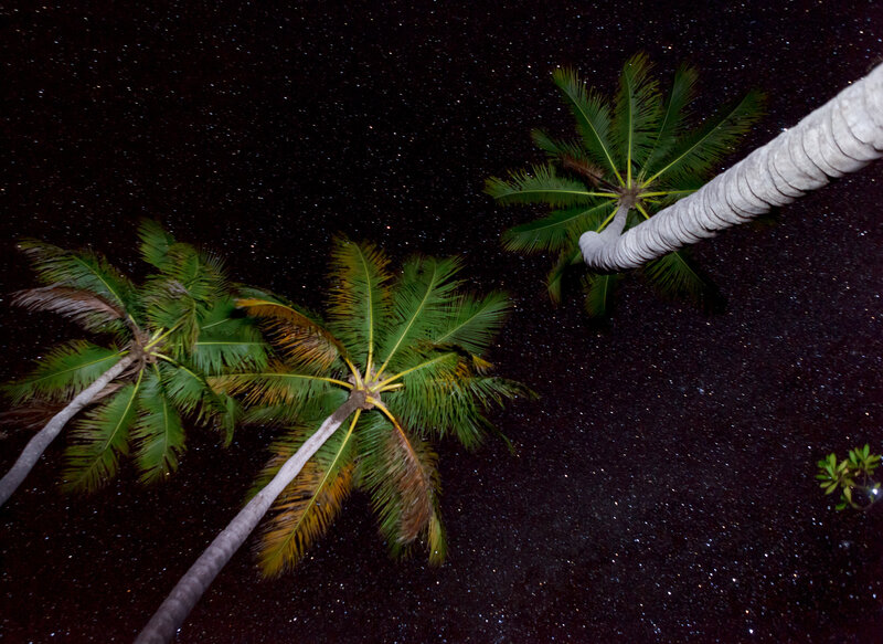 Palm Trees at Night — Black, Serene