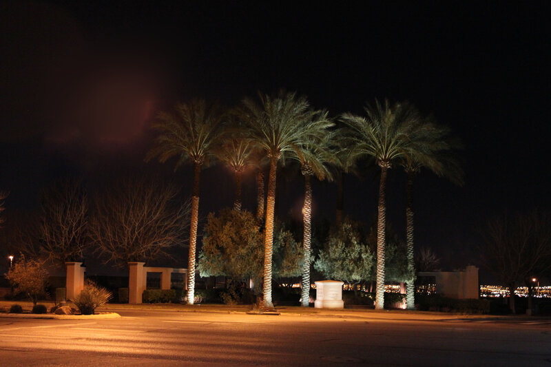 Palm Trees at Night — Black