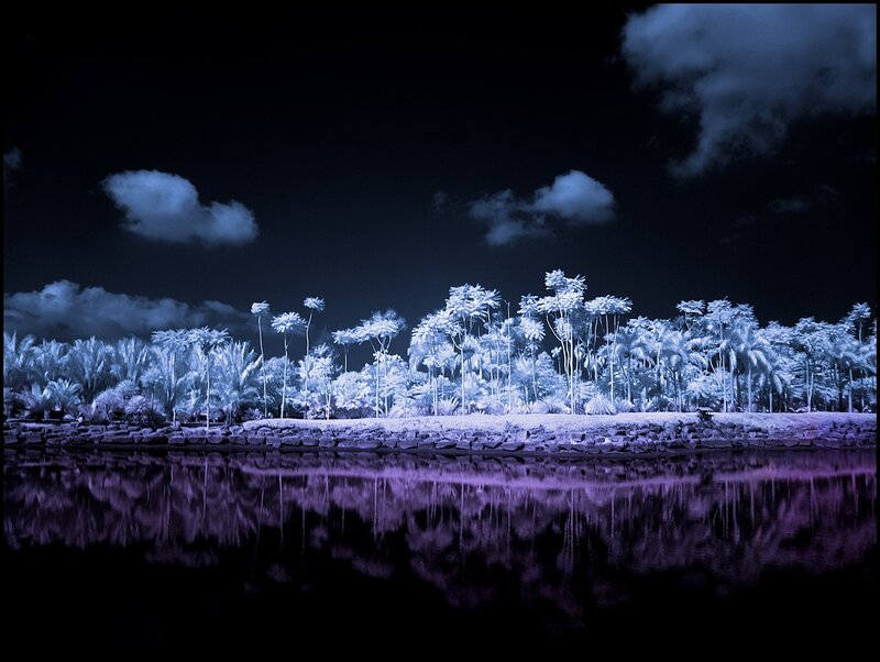 Palm Trees at Night — Blue, Serene, Photograph, Clouds