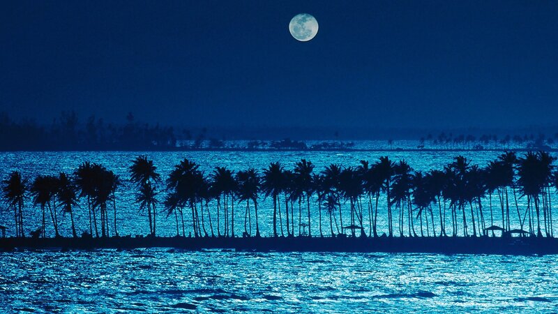 Palm Trees at Night — Blue, Serene, Photograph, Moon, Ocean, Silhouette, Black