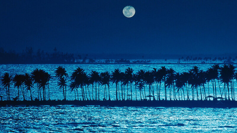 Palm Trees at Night — Blue, Serene, Photograph