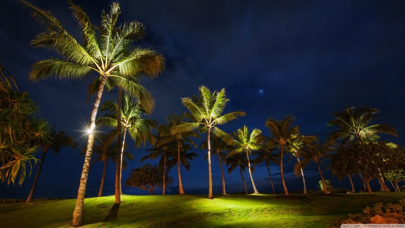 Palm Trees at Night — Green, Serene, Photograph