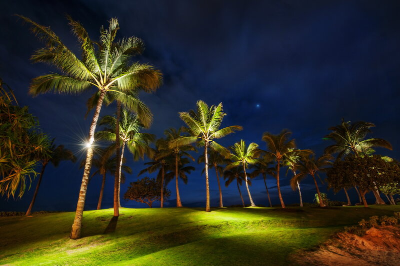Palm Trees at Night — Green, Serene