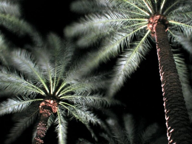 Palm trees at night