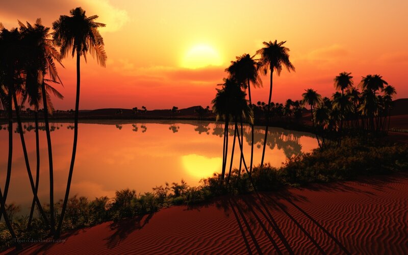 Palm Trees at Oasis