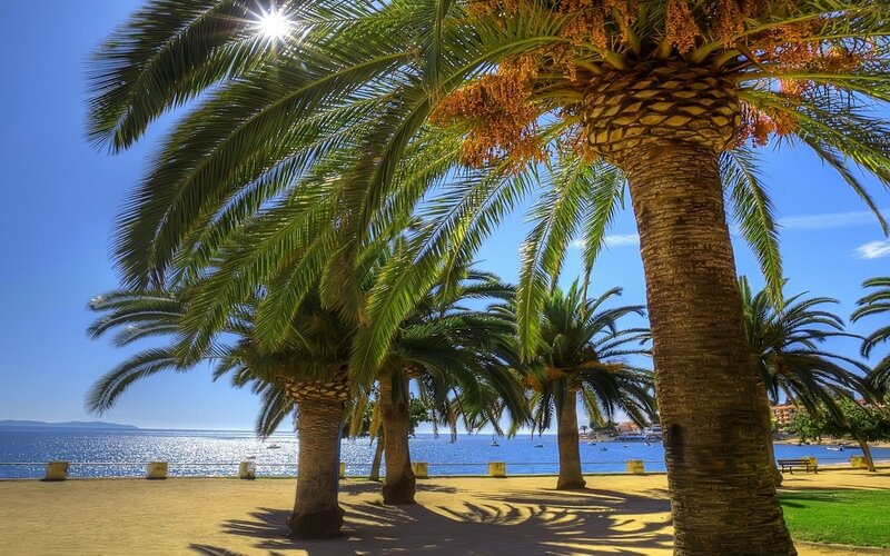 Palm Trees at Seaside