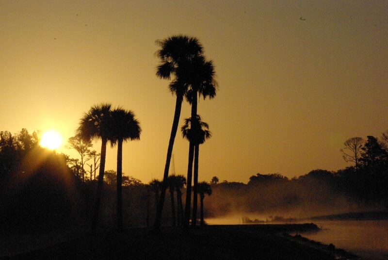 Palm Trees at Sunrise