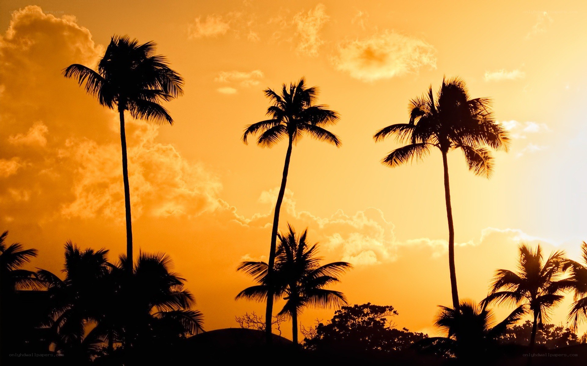 palm trees at sunset