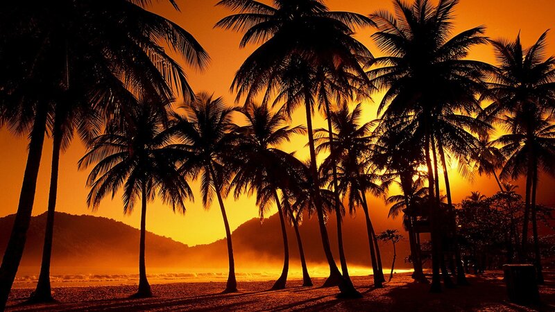palm trees at sunset