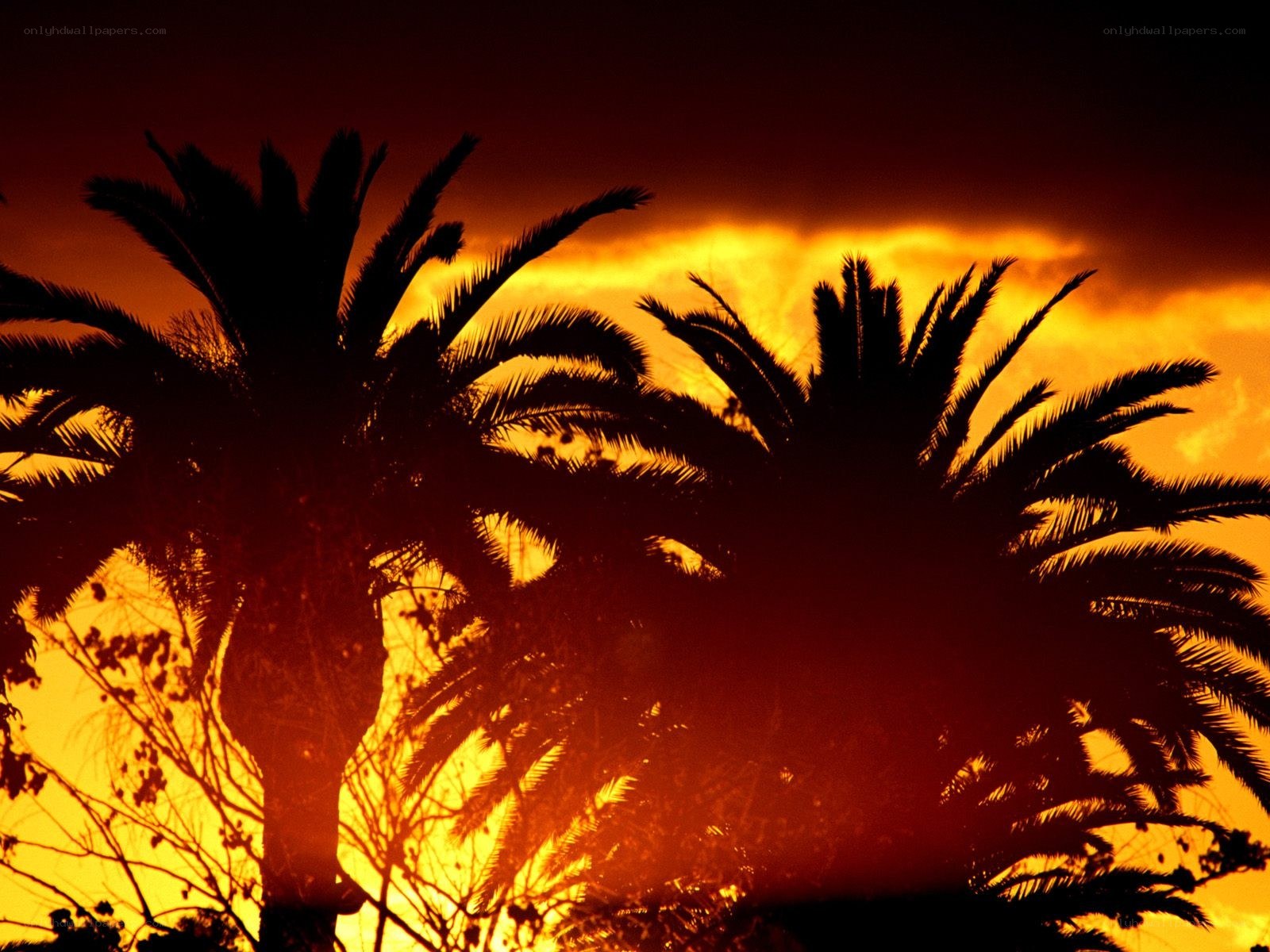 Palm trees at sunset