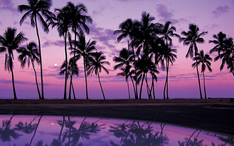palm trees at sunset