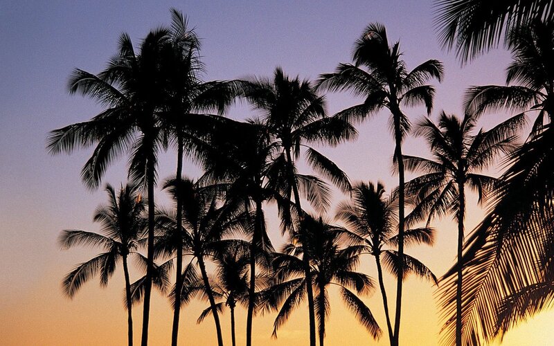 Palm trees at sunset