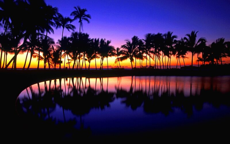 palm trees at sunset