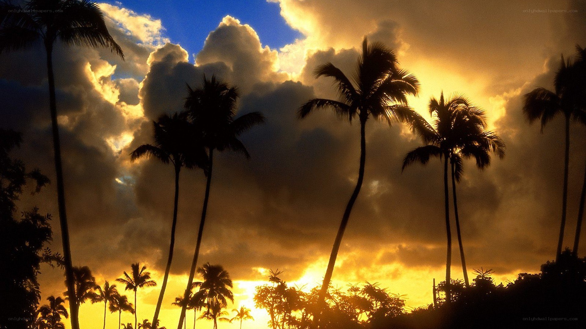 palm trees at sunset