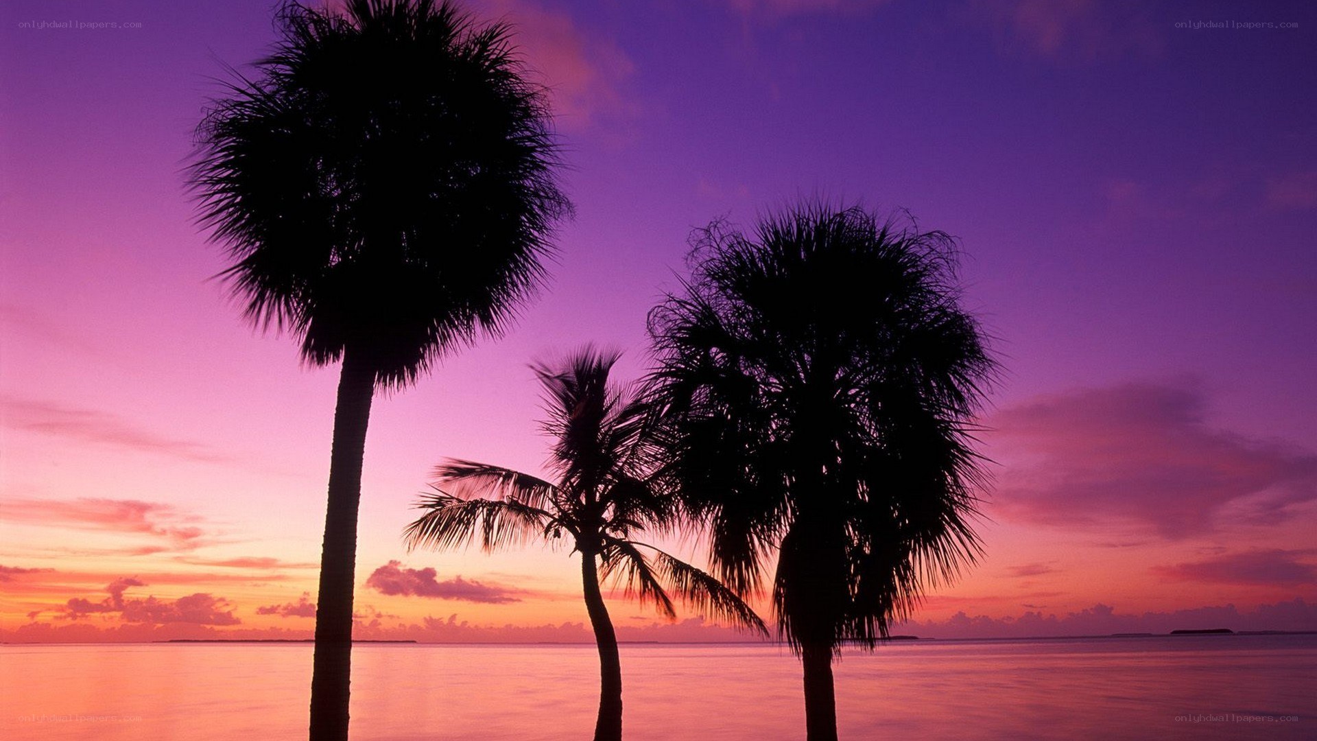 palm trees at sunset