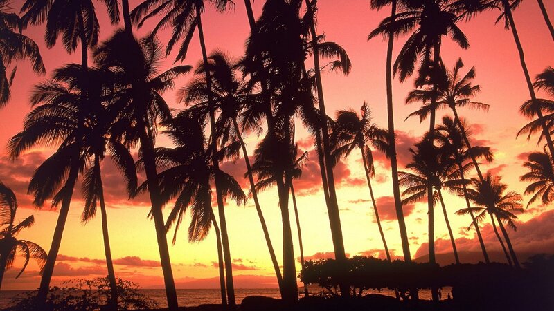 palm trees at sunset