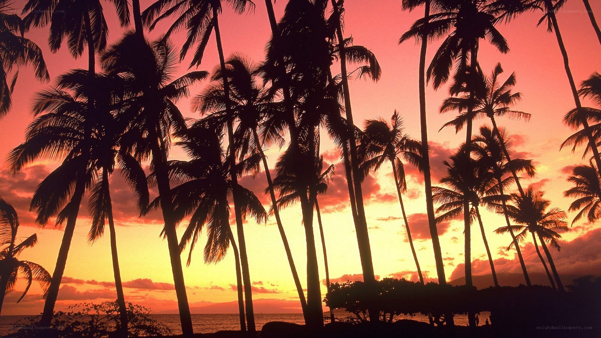 palm trees at sunset