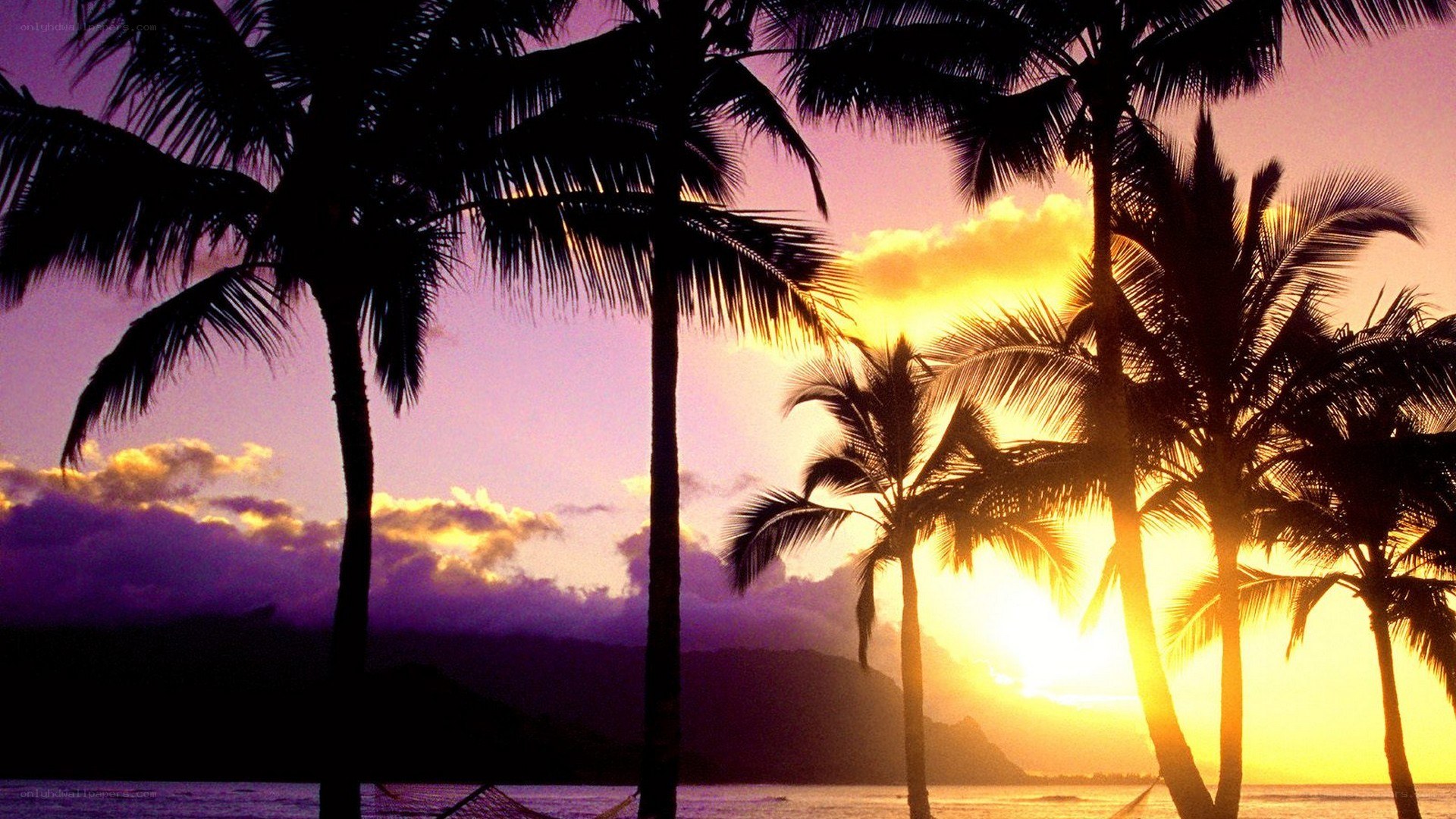 palm trees at sunset