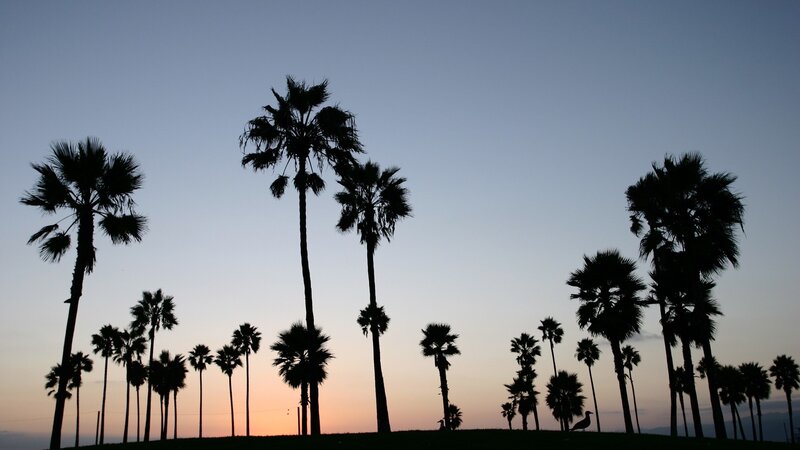 palm trees at sunset