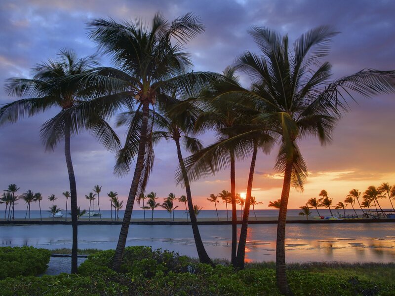 Palm trees at sunset