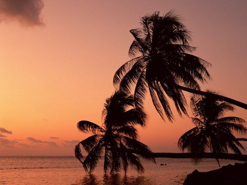 palm trees at sunset