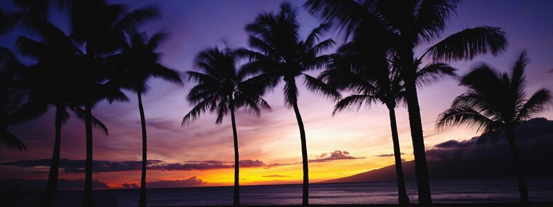 palm trees at sunset