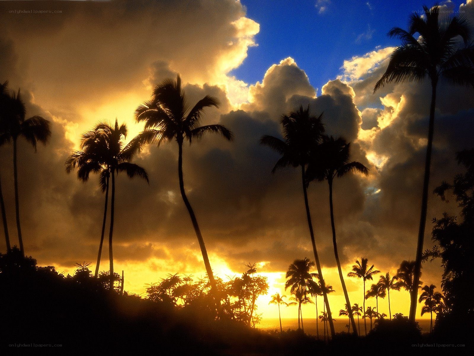 Palm trees at sunset