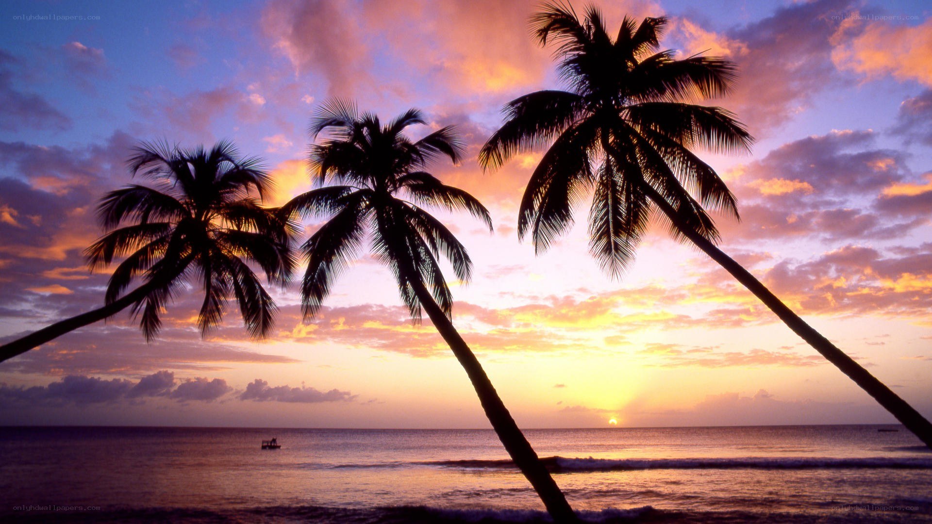 palm trees at sunset