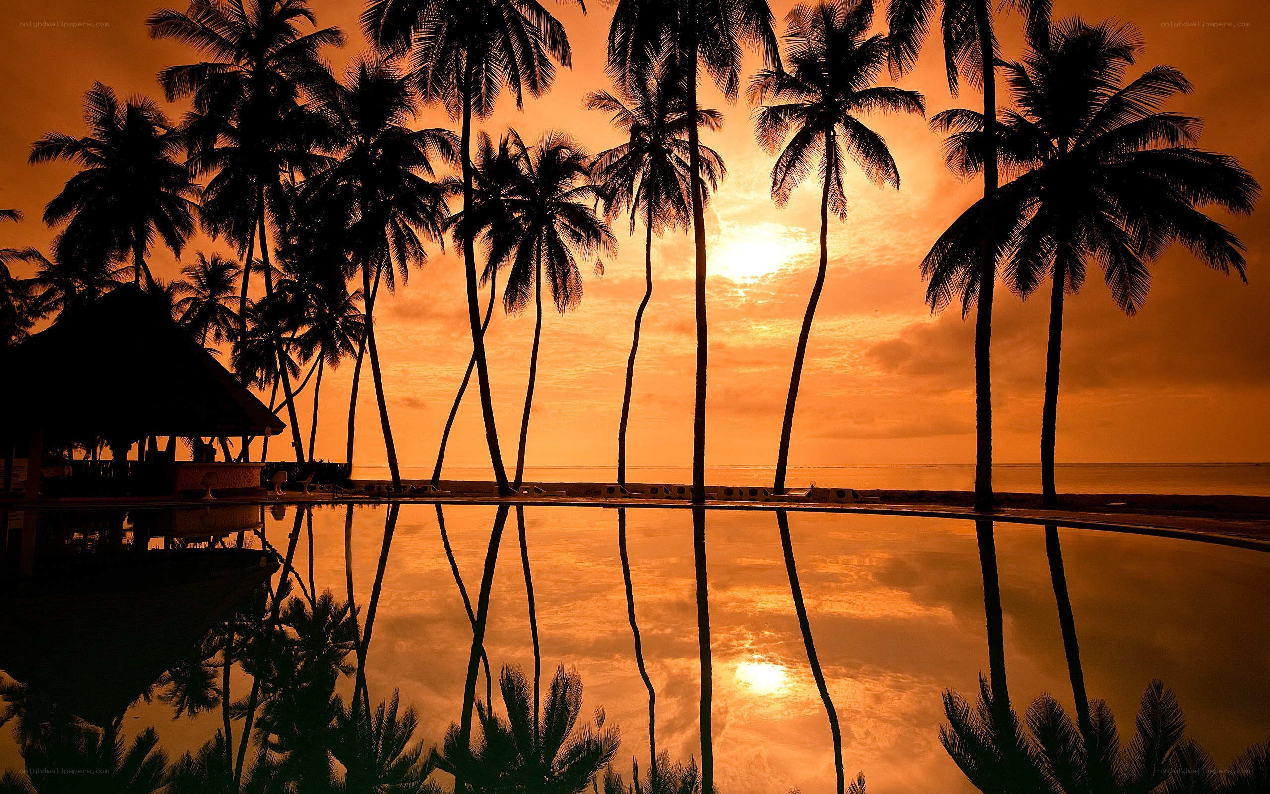 palm trees at sunset