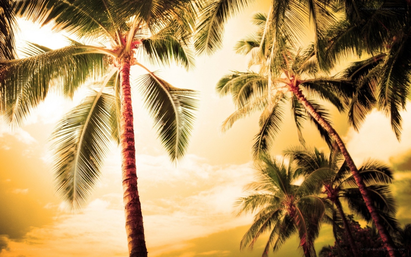 Palm trees at sunset